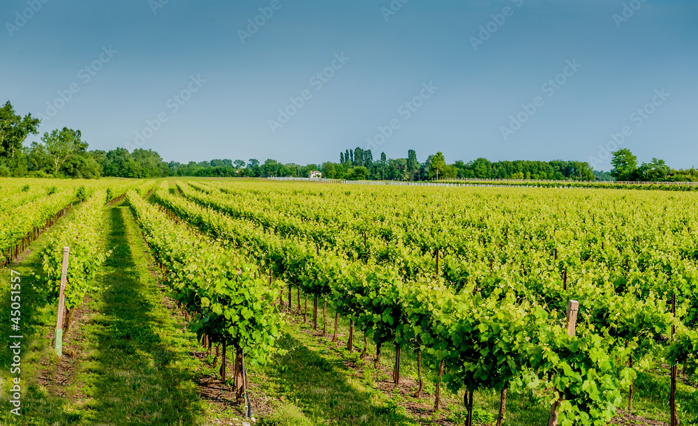 vineyards rows
