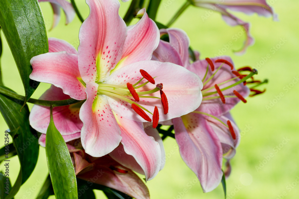 Fototapeta premium Pink flowers