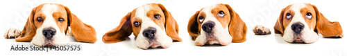 Photo beagle head