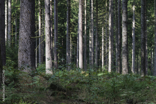 Naturbelassener Wald © ub-foto