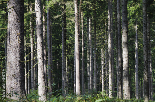 Naturbelassener Wald