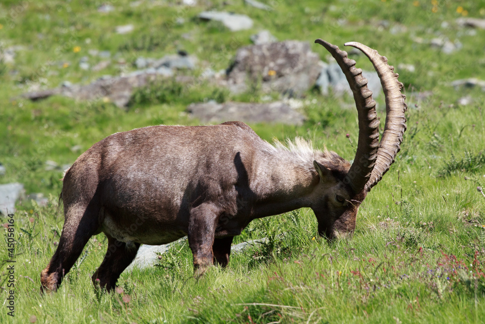 stambecco maschio (capra ibex) stambecco maschio (capra ibex)