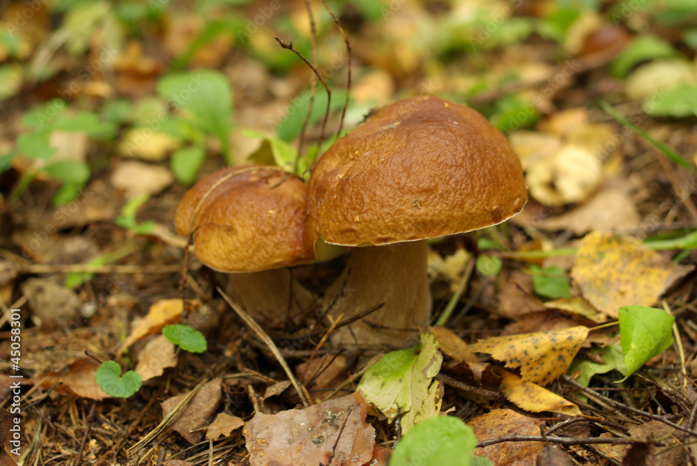 Porcini mushrooms Porcini mushrooms