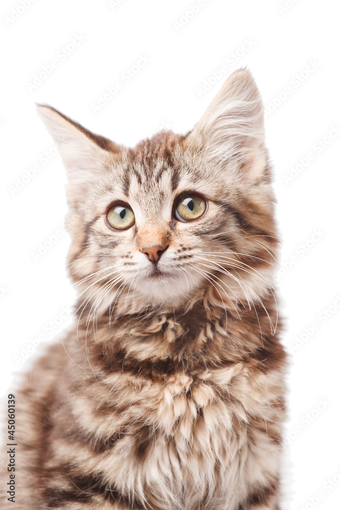 Obraz premium little kitten