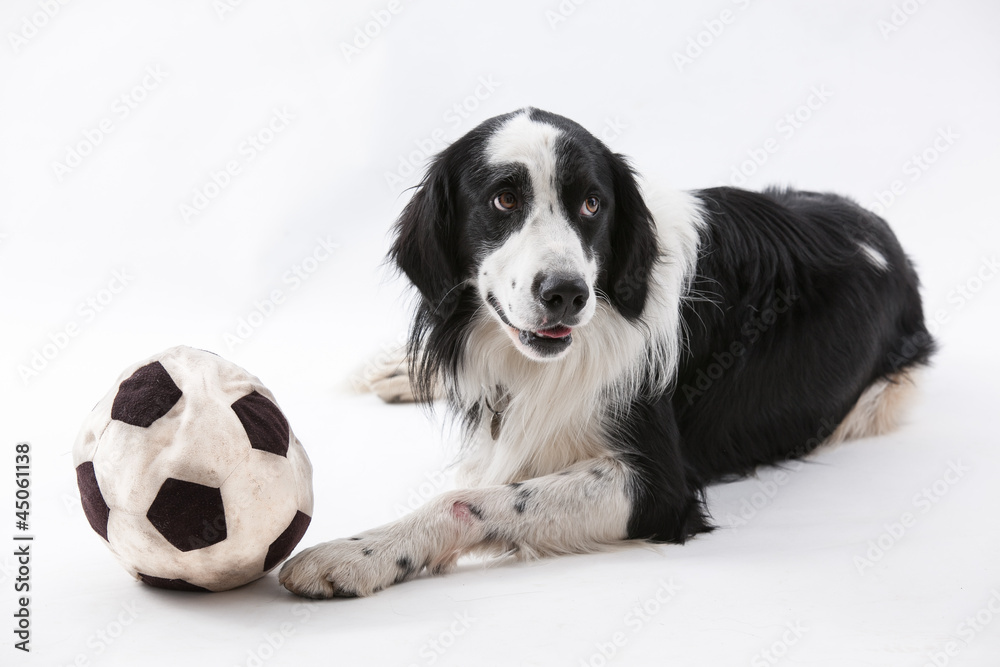 Collie/Setter Mx avec ballon