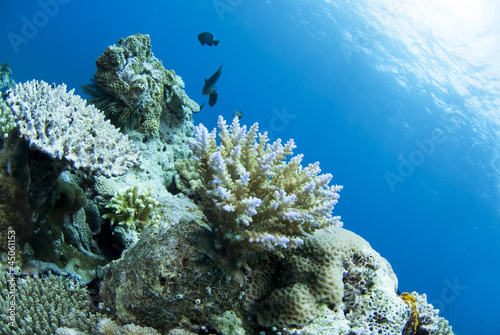 海底で成長するサンゴ