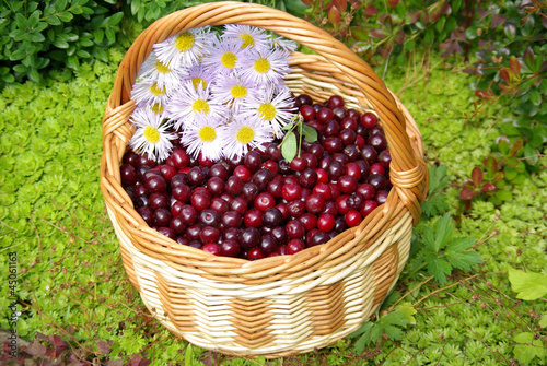 Ripe cherries in the basket