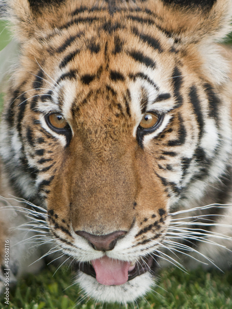 Rostro de tigre - tiger face