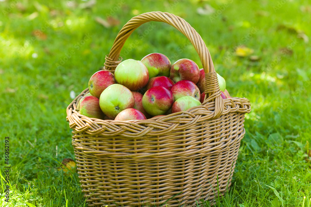 Apples Apples