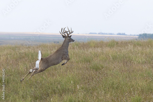 Φωτογραφία Jumping Deer