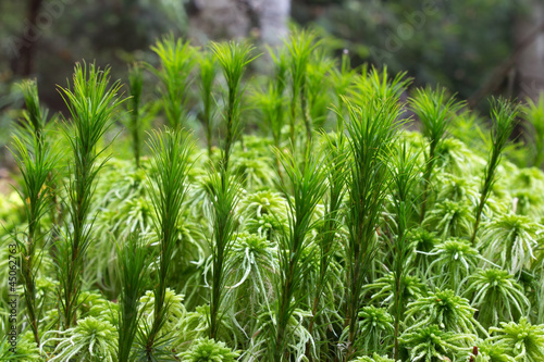 Forest plants closeup, two different moss species