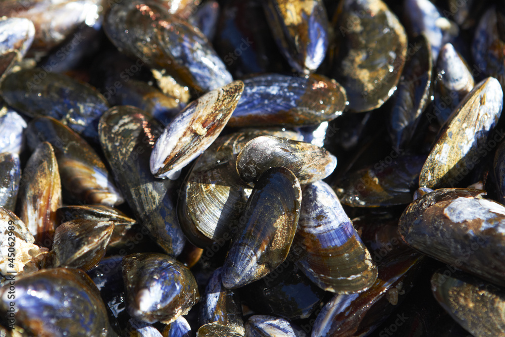 Close Up Of Fresh Mussels On Market Stall Close Up Of Fresh Mussels On Market Stall
