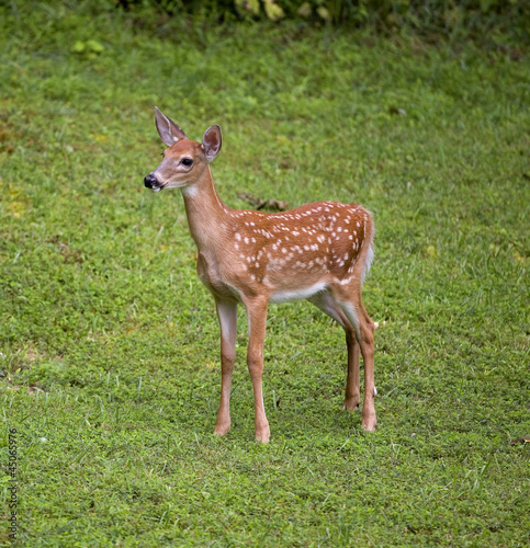 Lonely fawn