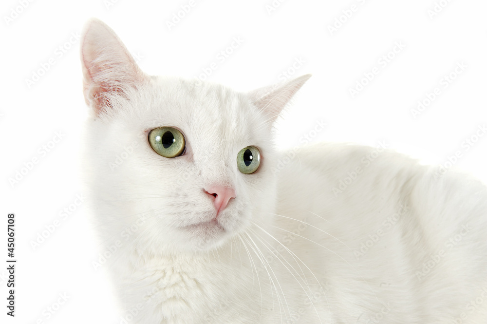 white cat