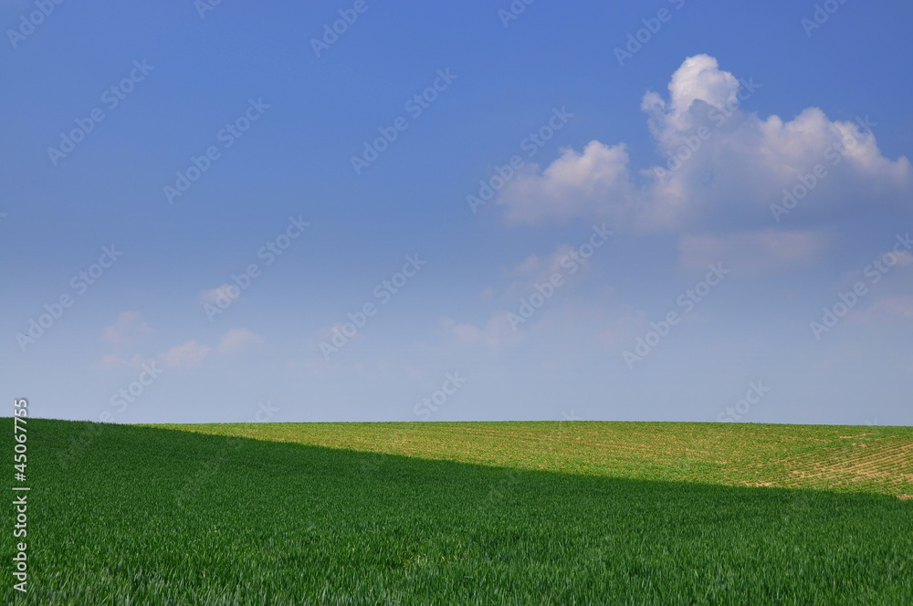 Fototapeta premium Champ