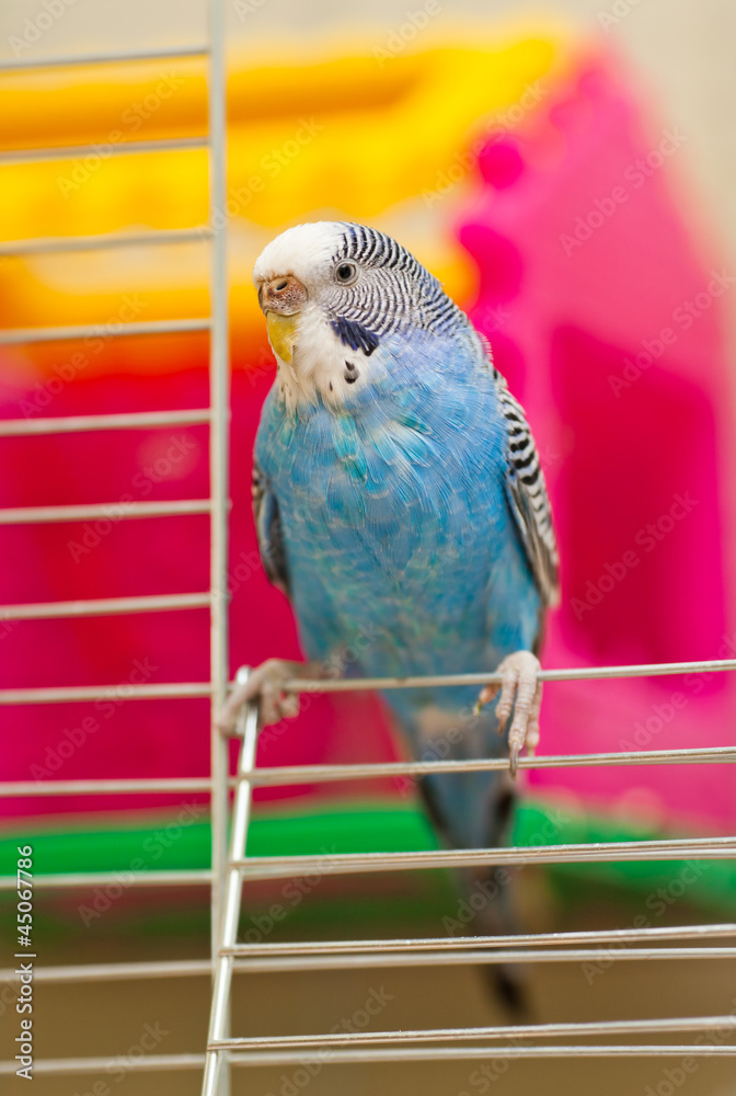 Fototapeta premium Blue budgie
