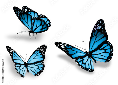 Three blue butterfly, isolated on white background © suns07butterfly