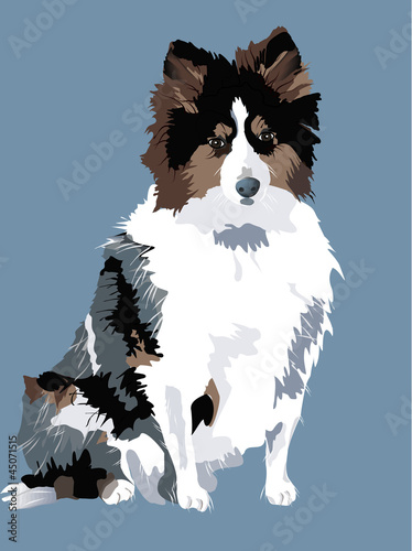 vector of a beautiful sheepdog - eps 10, transparencies