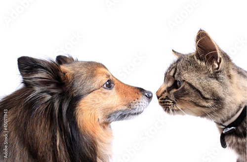 Fototapeta Naklejka Na Ścianę i Meble -  Nose to nose cat and dog