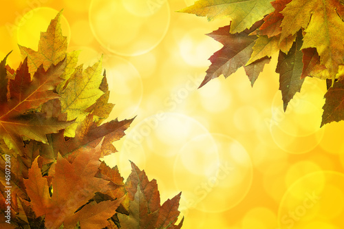 Fall Color Maple Leaves Background Border