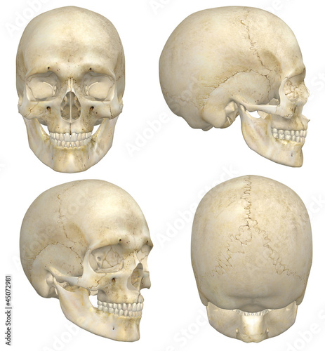 Human Skull photo