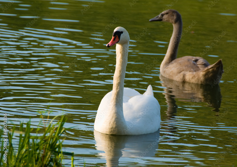 Swan - Cygnus olor