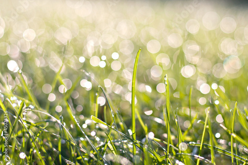 Fotótapéta Grass with morning dew