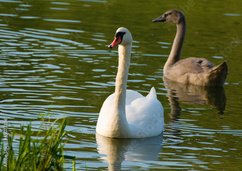 Obraz na płótnie Swan - Cygnus olor w salonie