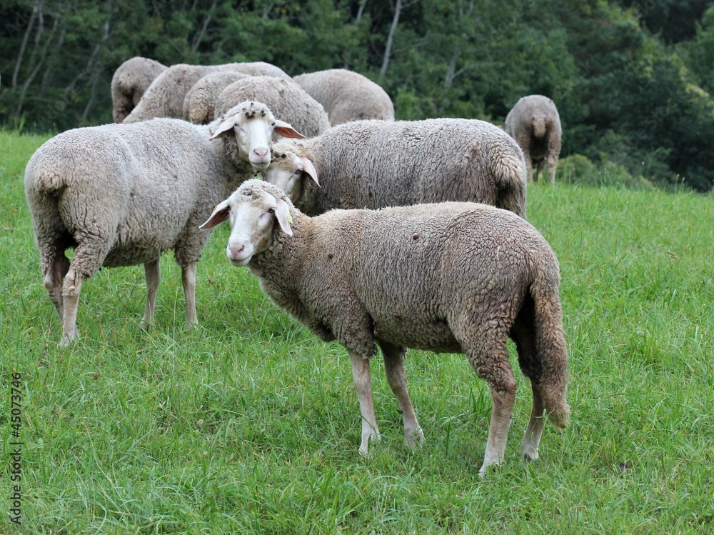 Schafe auf der Weide Schafe auf der Weide