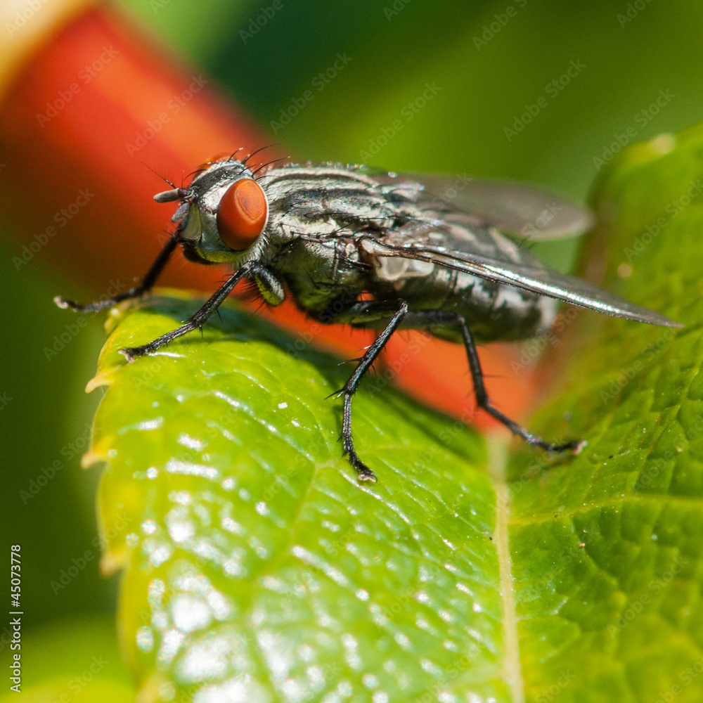 Naklejka premium Hairy Fellow