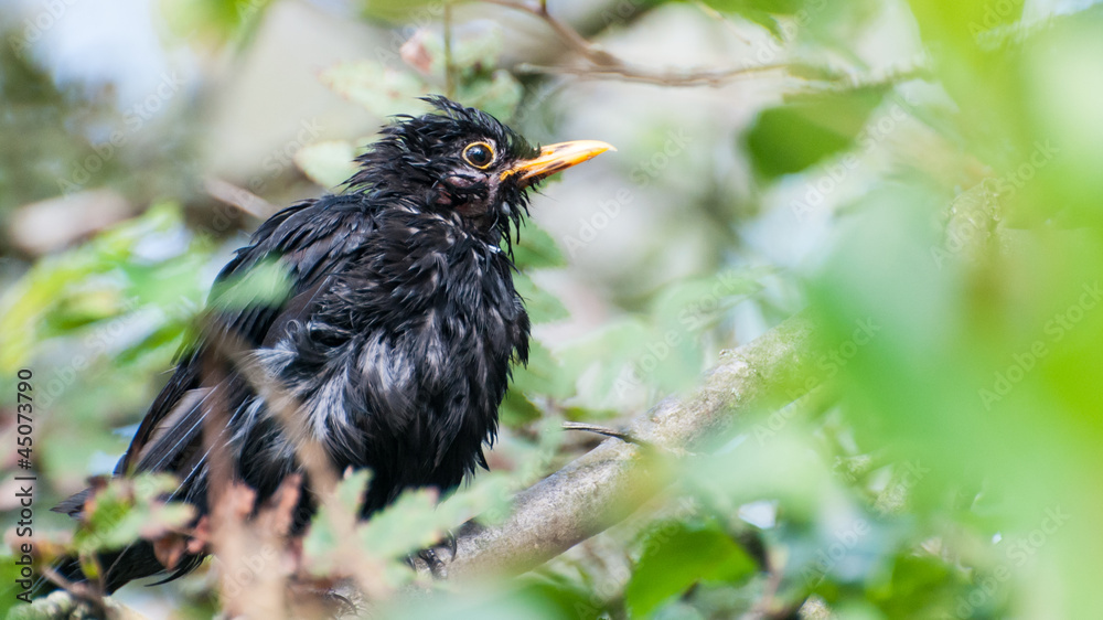 Fototapeta premium Bedraggled