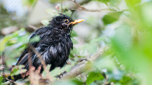Vászonkép Bedraggled