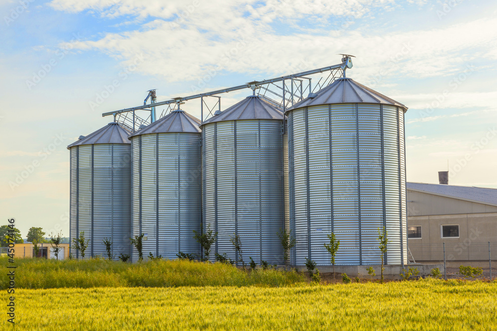 silver silos in corn field silver silos in corn field