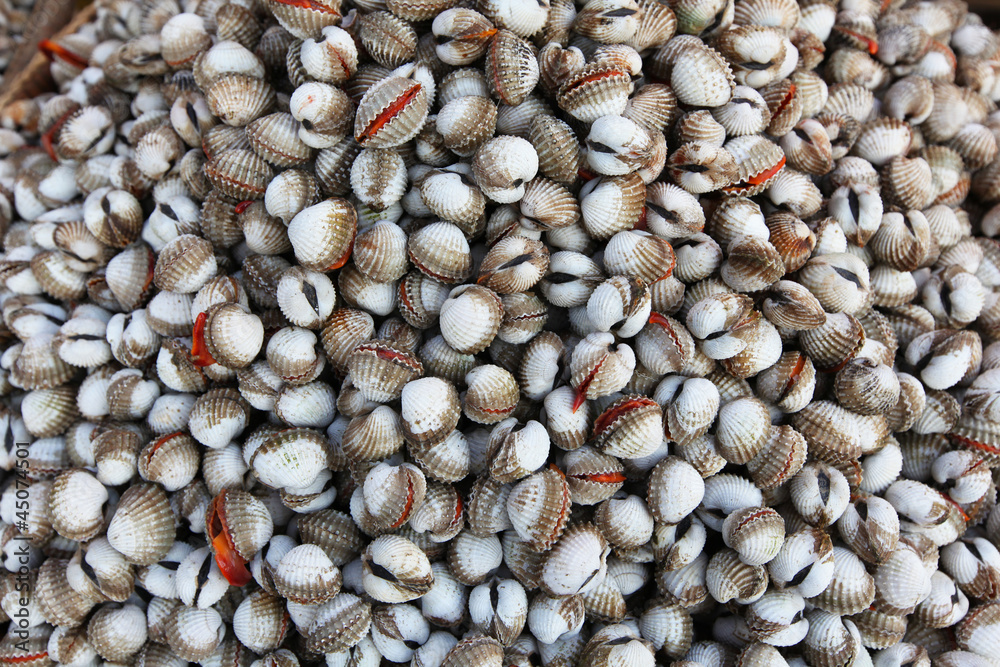 Clams on the fish market in Thailand, Asia
