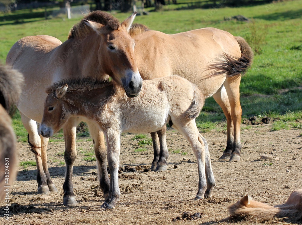 Przewalskistute mit Fohlen Przewalskistute mit Fohlen