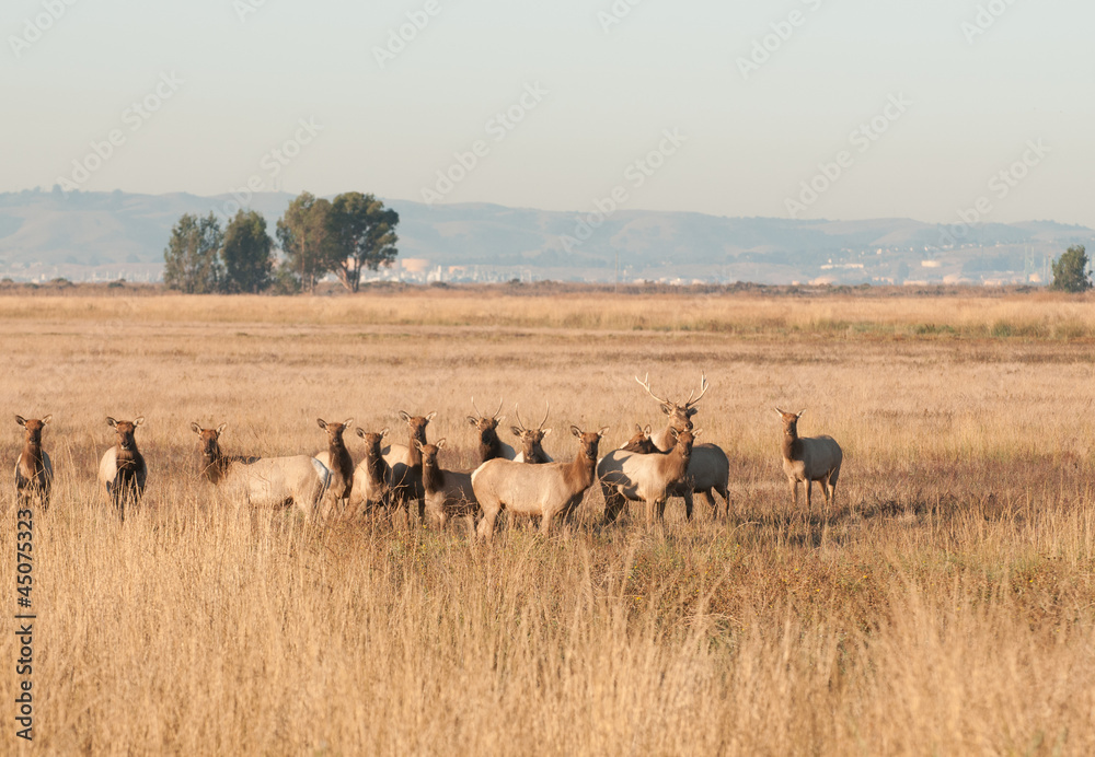 Tule elk herd on Grizzly Island, CA wildlife refuge Tule elk herd on Grizzly Island, CA wildlife refuge