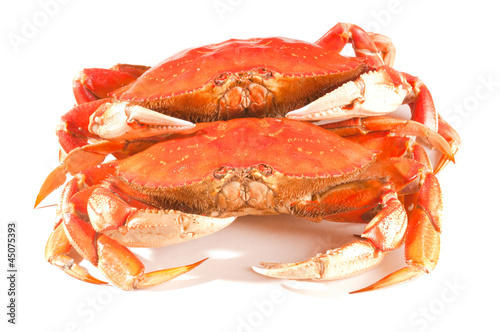Pair of whole freshly cooked crabs on white