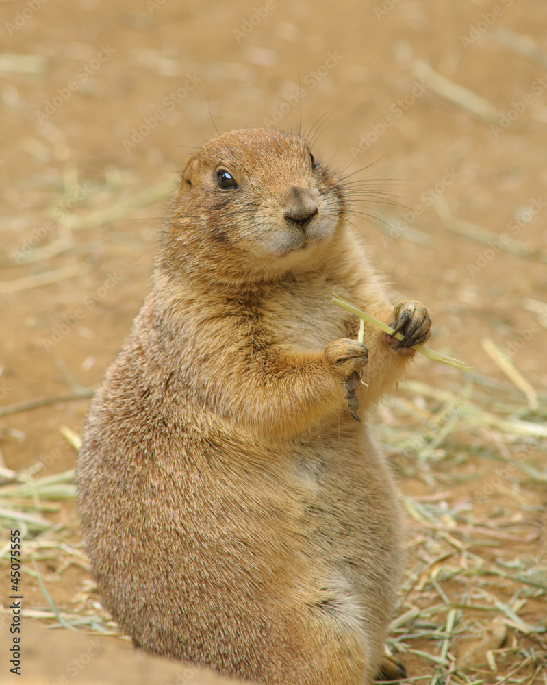 Fototapeta premium indigenous north American Black-tailed prarie dog