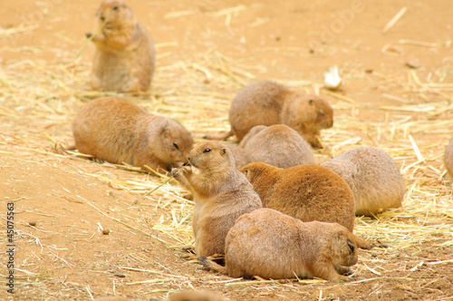 indigenous north American Black-tailed prarie dog photo