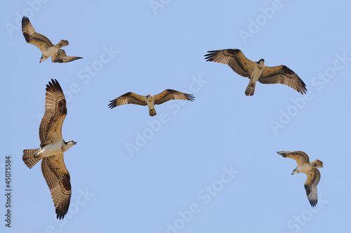 Osprey in flight against a blue sky