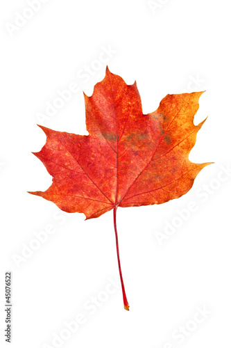 dry red autumn isolated leaf