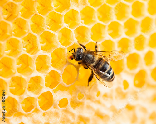 bee working in honeycomb macro shot © Andrey Kuzmin