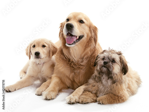 Fototapeta Naklejka Na Ścianę i Meble -  Three Dogs
