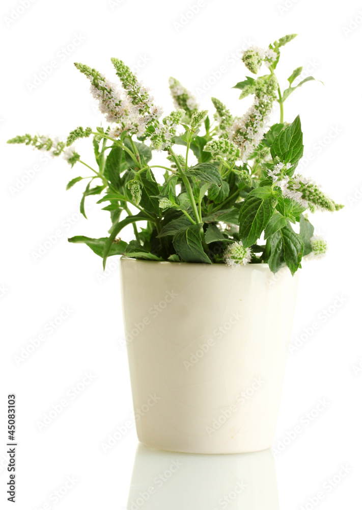 fresh mint with flowers in cup, isolated on white fresh mint with flowers in cup, isolated on white