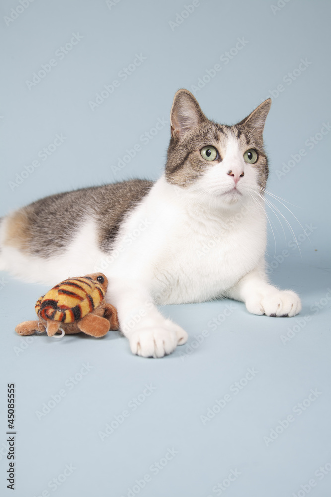 Obraz premium cat laying on blue background