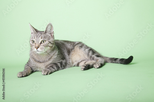 Fototapeta Naklejka Na Ścianę i Meble -  tabby cat on green background