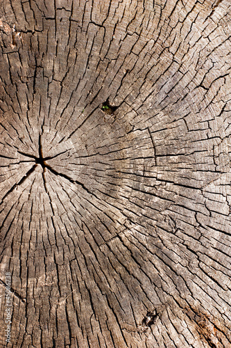 Old wood cut texture/The texture of wood cut across.