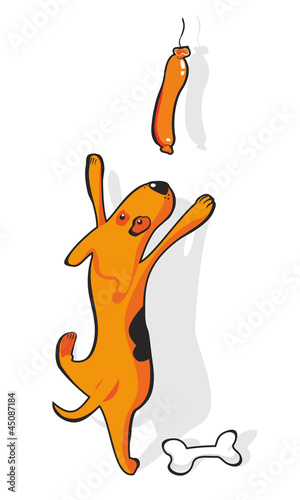 funny doggy