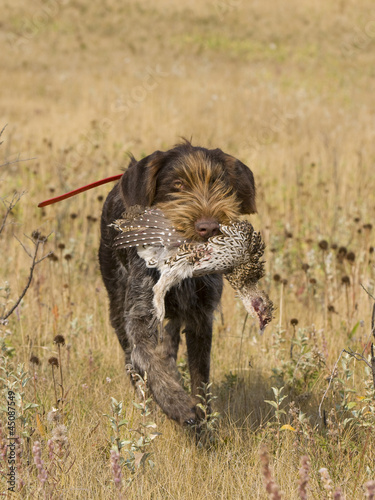 Hunting Dog with Grouse photo