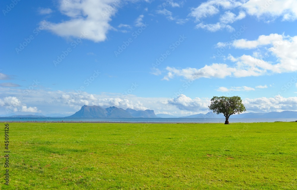 Lonely tree among green field against the Norwegian mountains